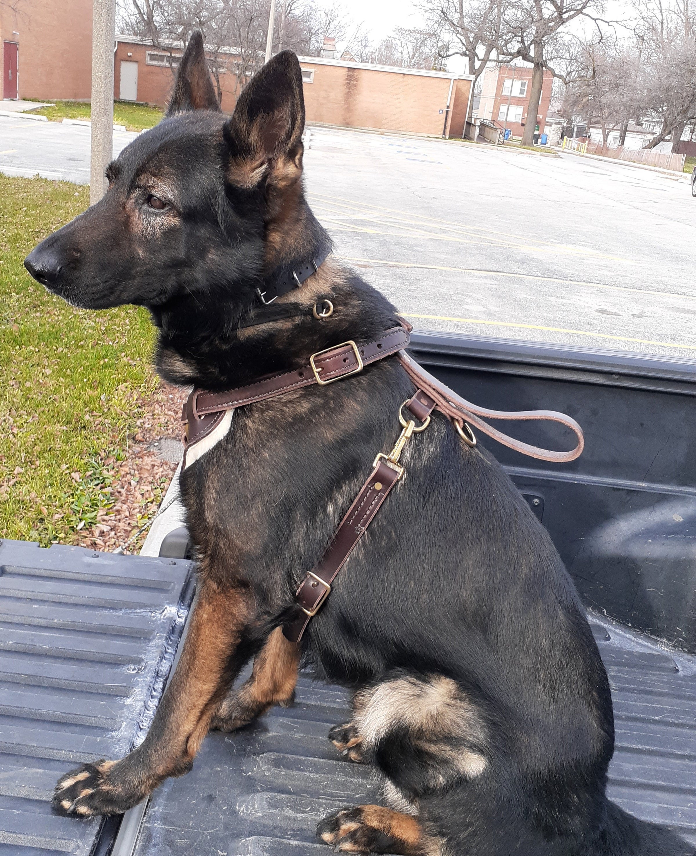 Dog store agitation harness